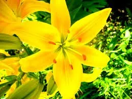 Yellow Flower