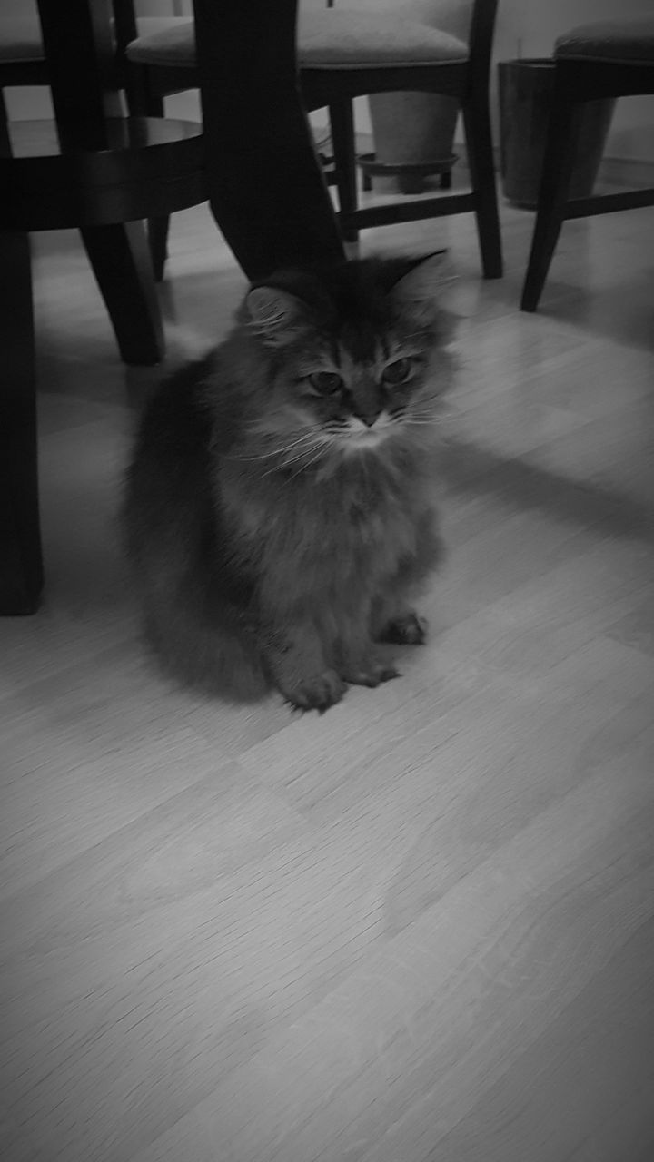 7 Day Black & White Challenge #day4 (The Grumpy Cat)