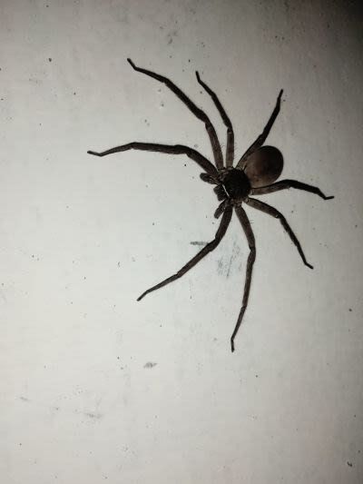 Animal photography - Spider