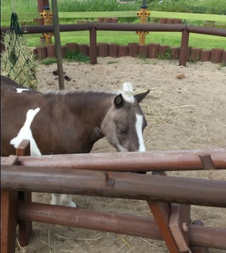 pony.