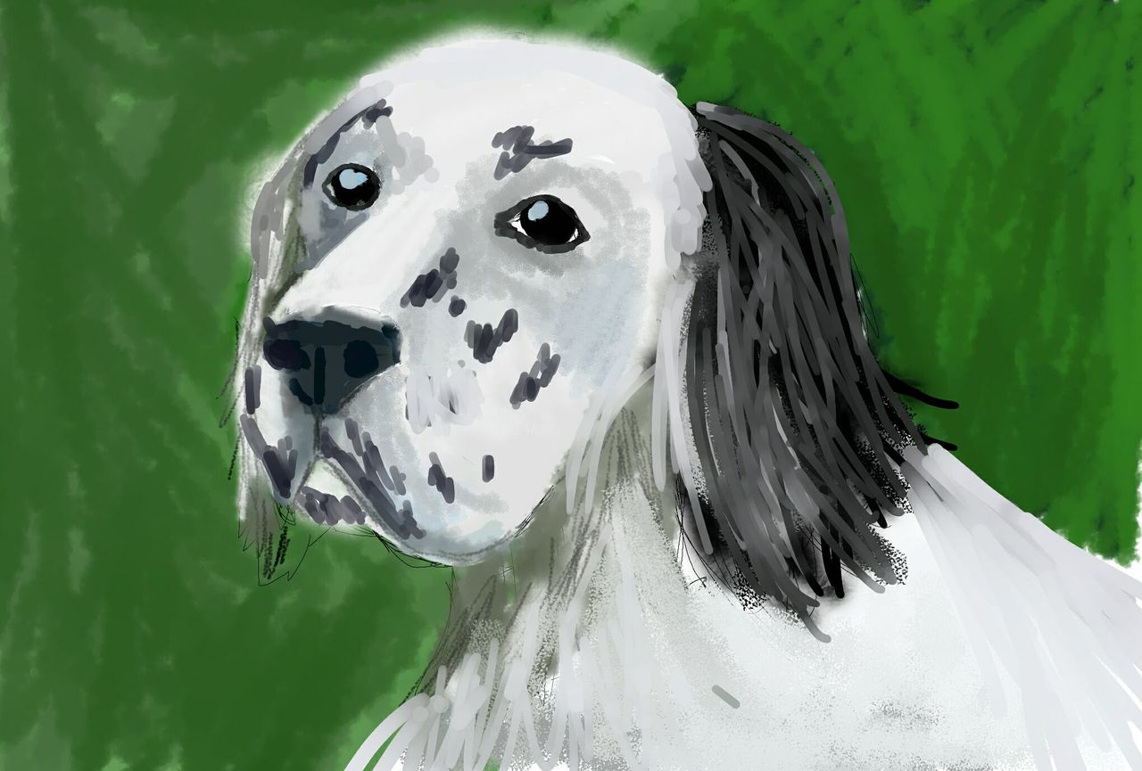 My original art - English Setter