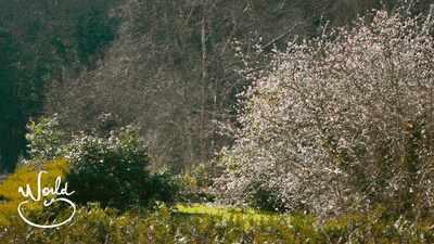 Le vent , Les branches ou.. ton coeur ?