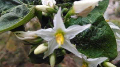 Benefits And Benefits Takokak For Body Health: 