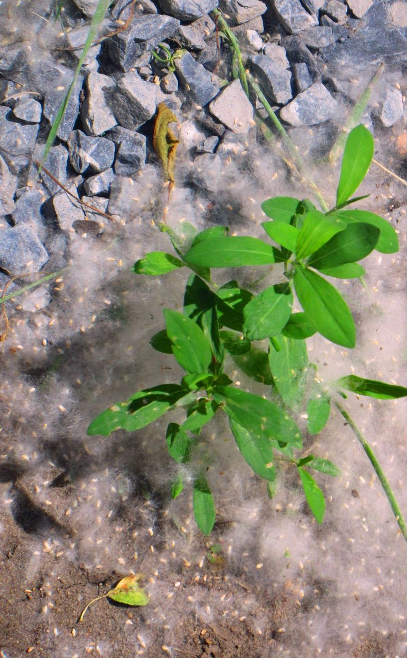 Macrophotography - Some greenery in June