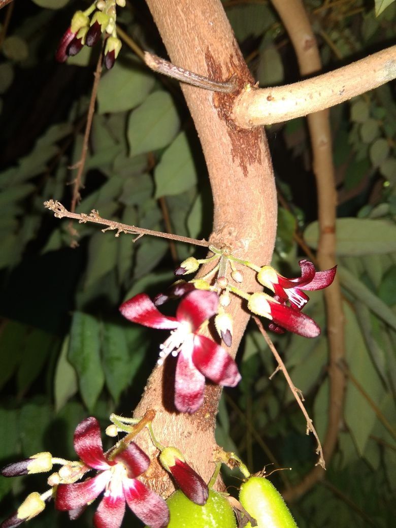 Manfaat Bunga dan buah belimbing besi