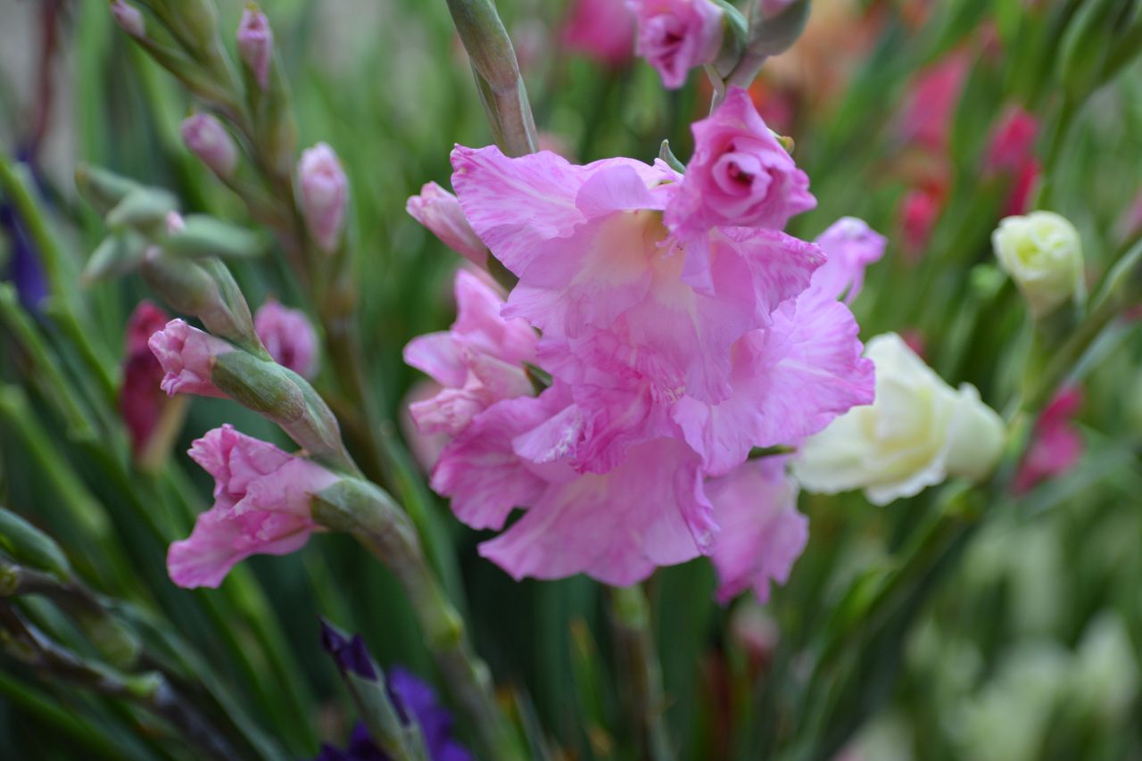 My flowers photography ....