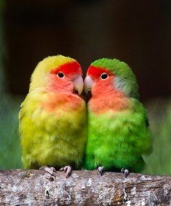 Fischer’s Lovebirds bedeviled from M'sian bout bus at Woodlands Checkpoint