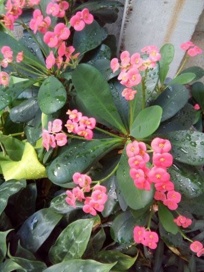 Crown of Christ / Euphorbia milii