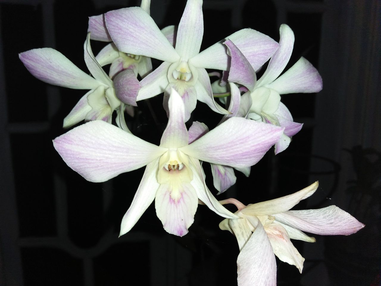 beautiful flowers on a quiet night