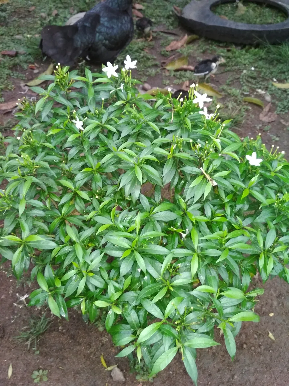 The benefits of meulu flowers