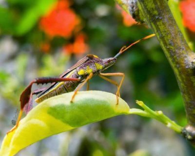 Beautiful Pest