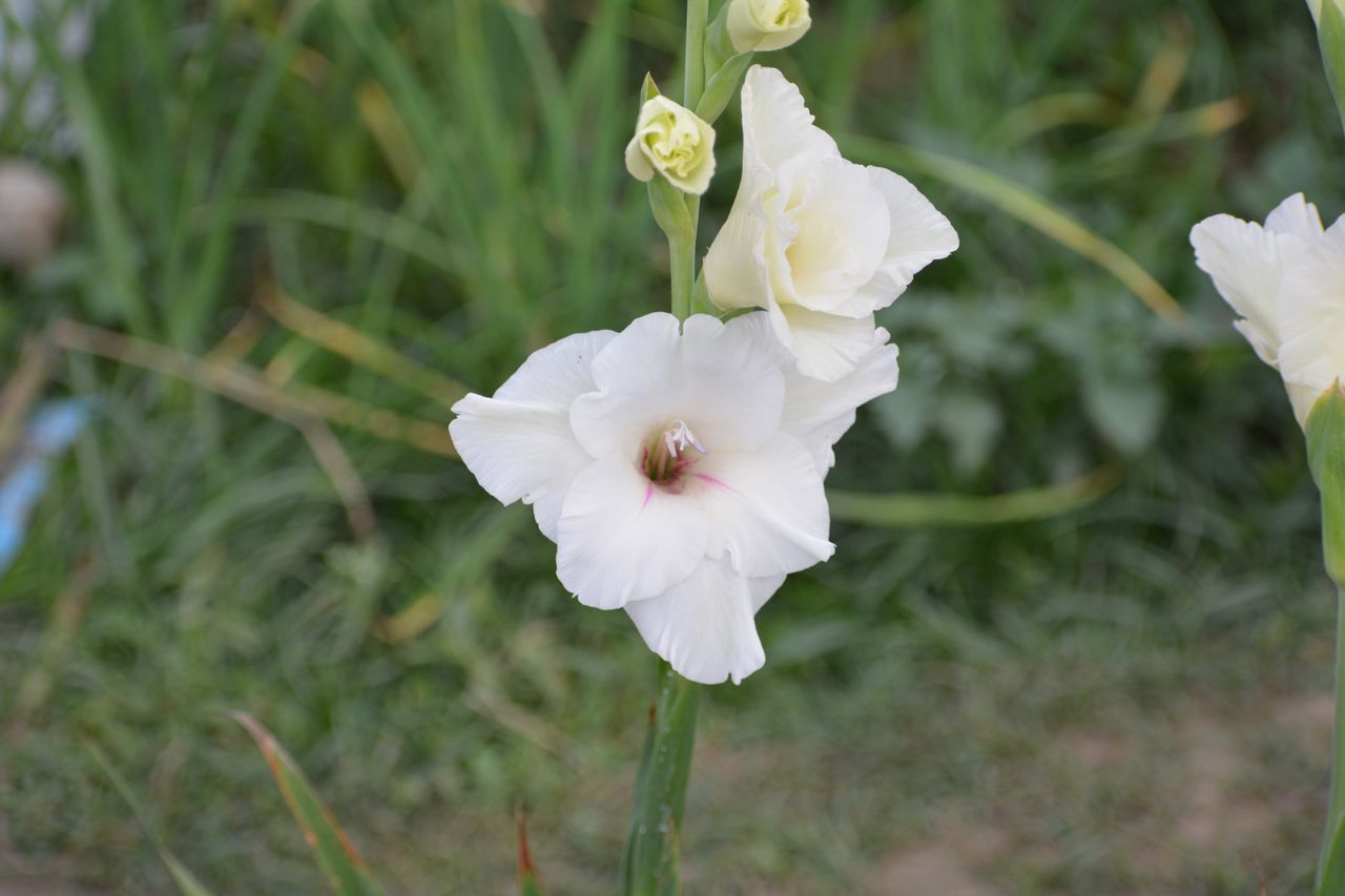 flower photography 
