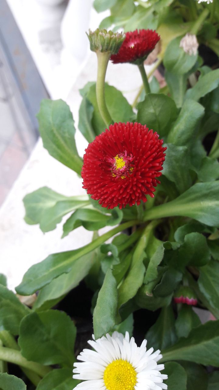 Çiçeklerim 🌼🌺