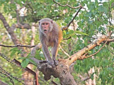 Nature Quest: Wildlife faces food crisis