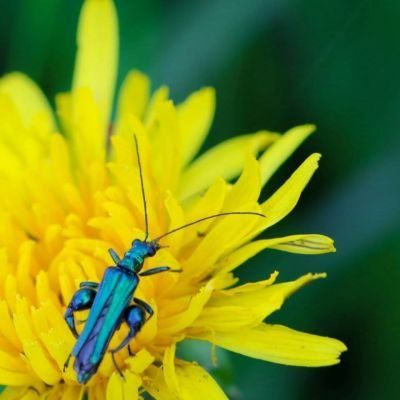 Amazing Insect