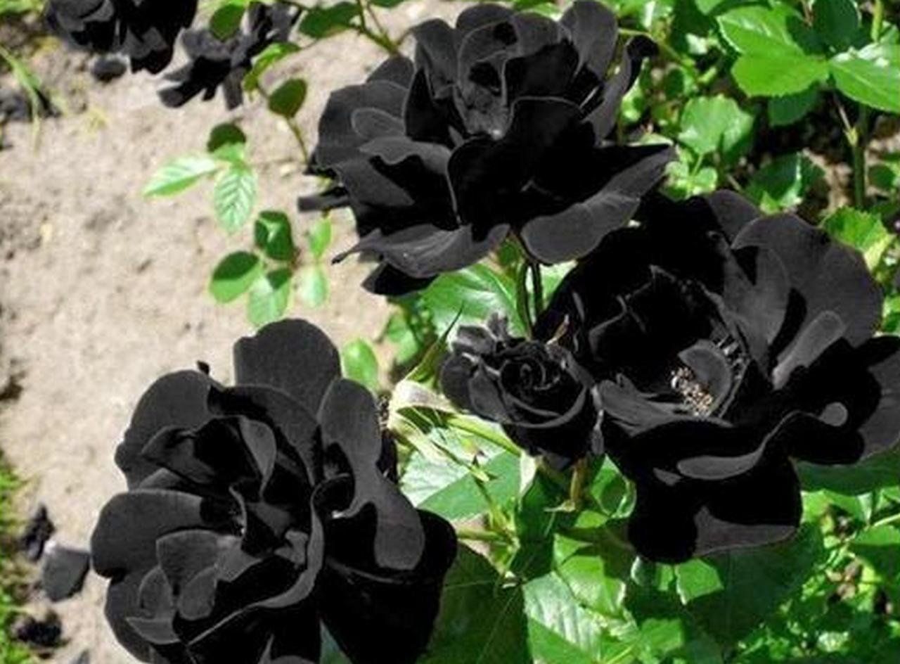 Black Roses