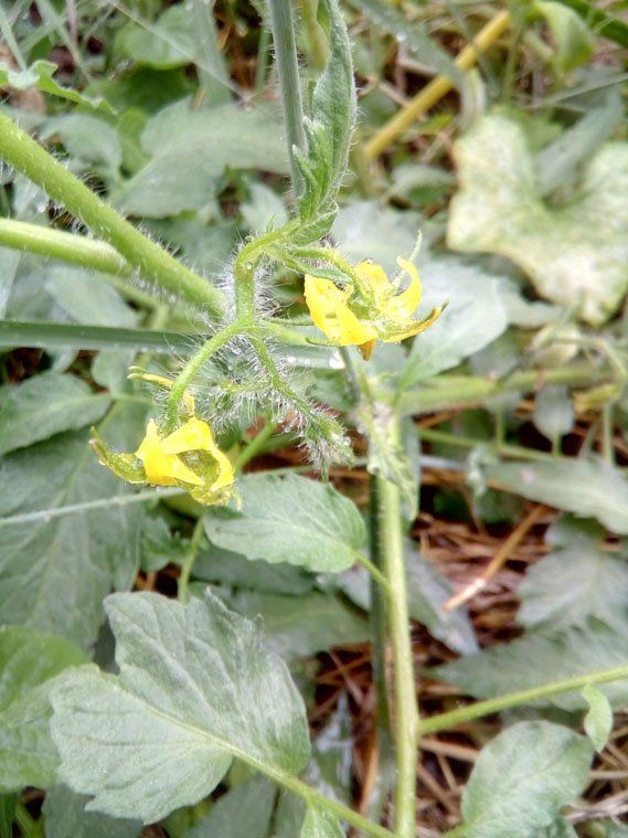 Tomatoes A Beautiful Plant