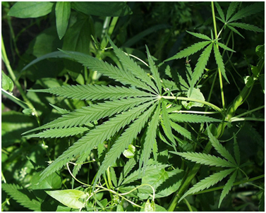 Dependencia del Cannabis  