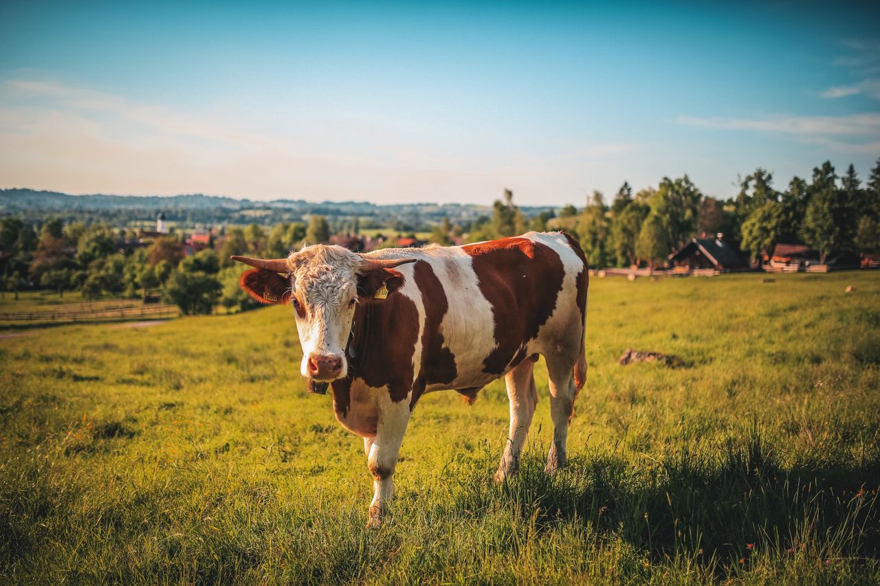 Brown Cow Side View in Low Photography