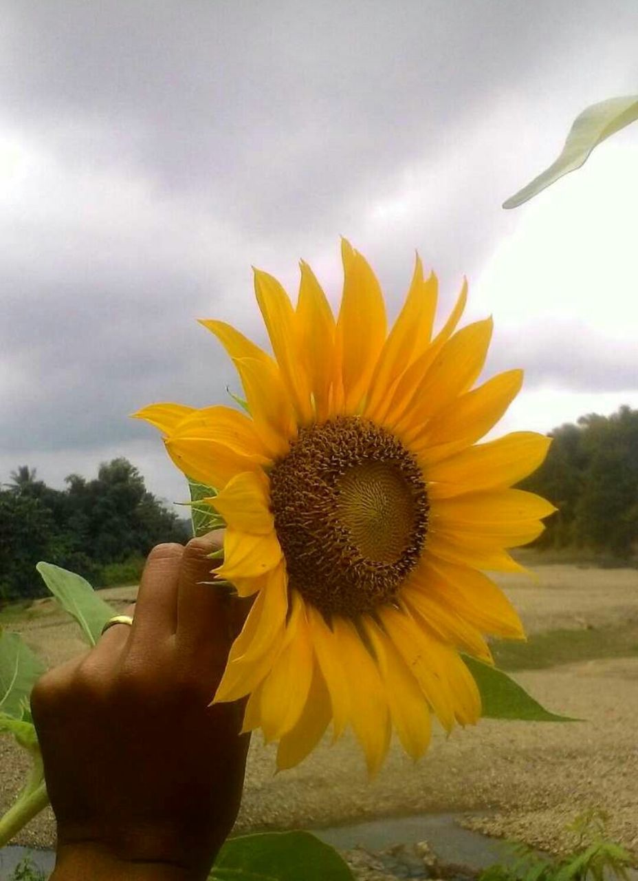 quotes of flowers