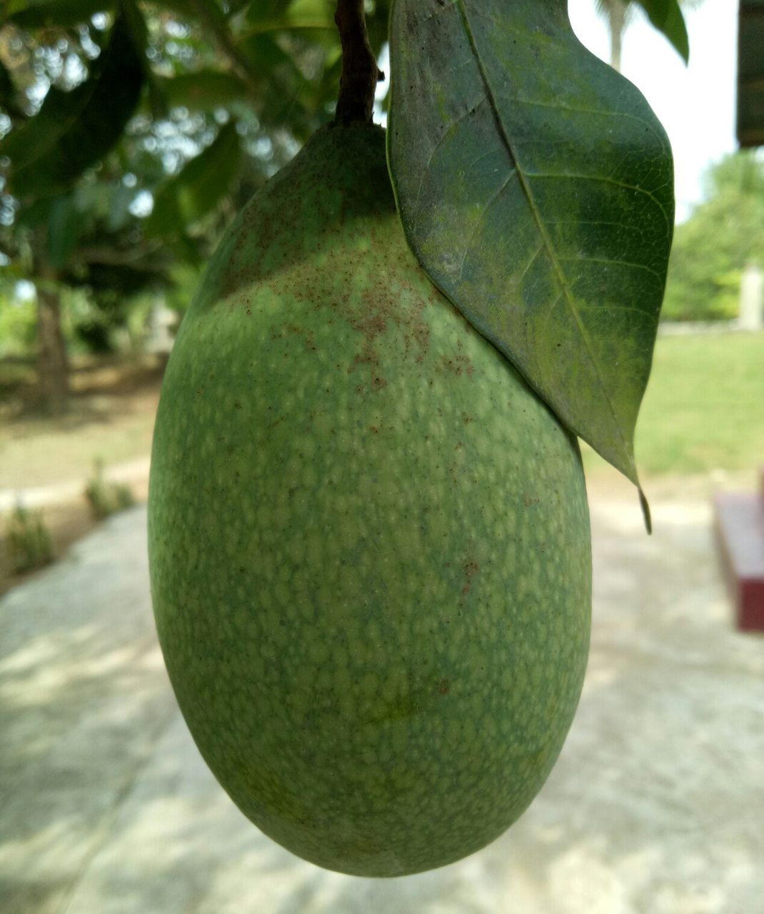Mango Ahead Of Yellow
