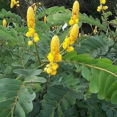 Chinese ketapan plants