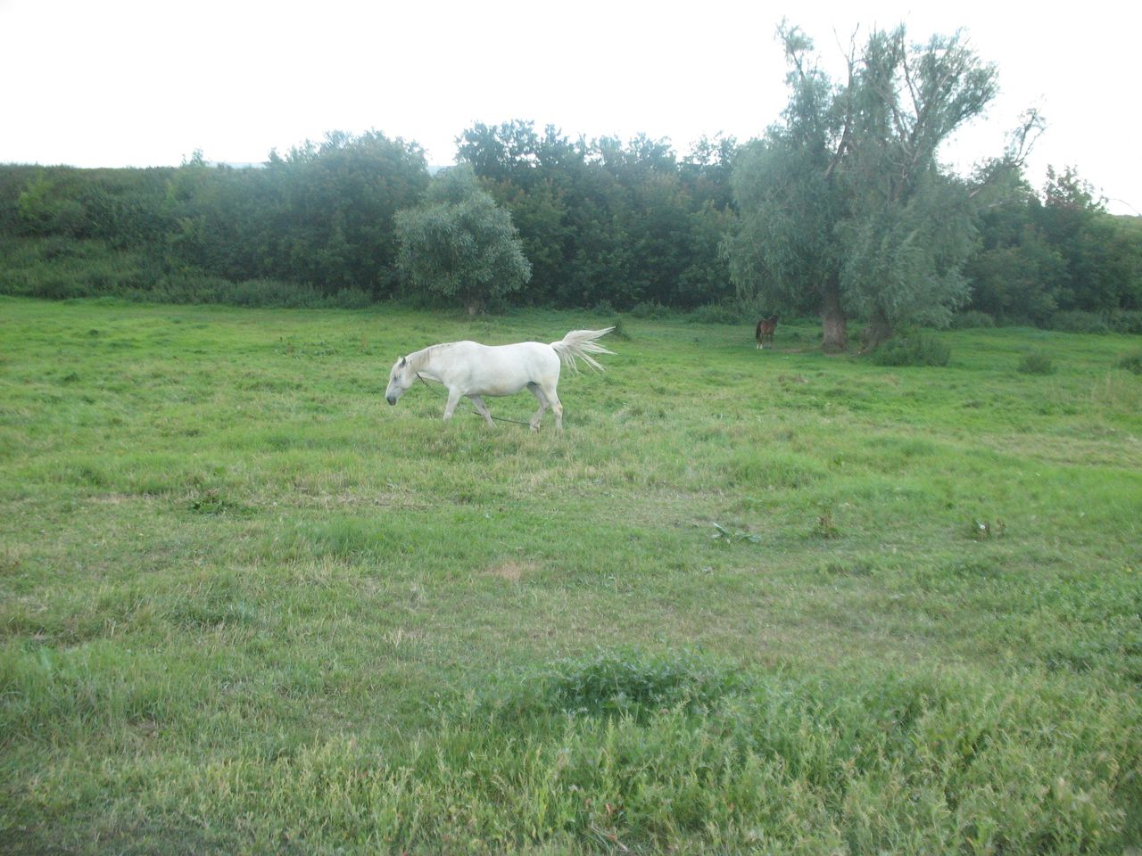 Animalphotography - A  white horse