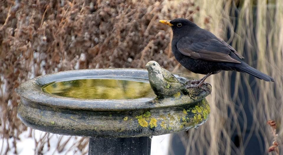 Beautiful Blackbird