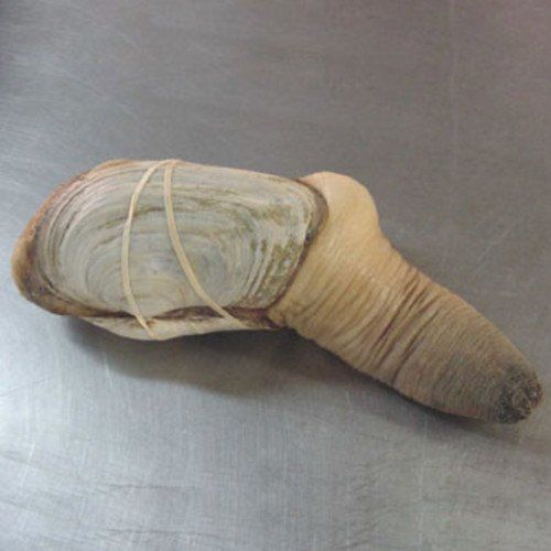 Chinese geoduck clam in Sashimi and Chengdu style fishes