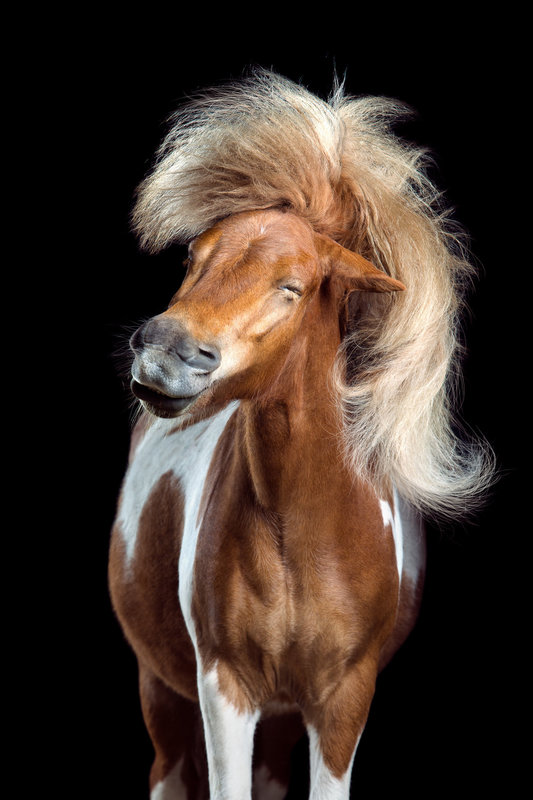Horse style: - "attractive style of attractions moments"