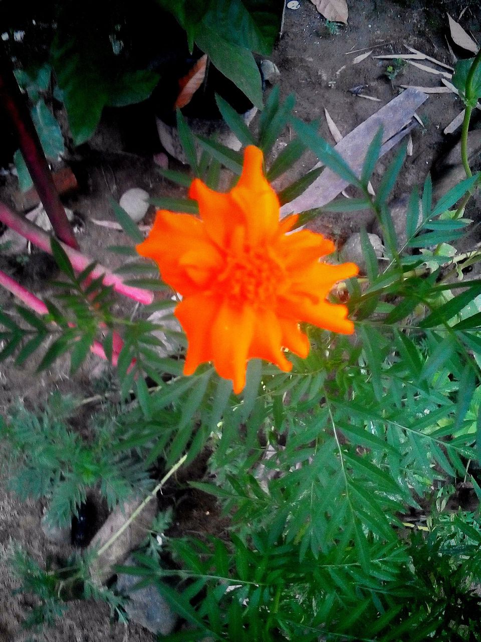 bunga wangi