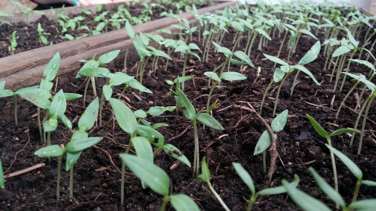 Рассада - tomatos