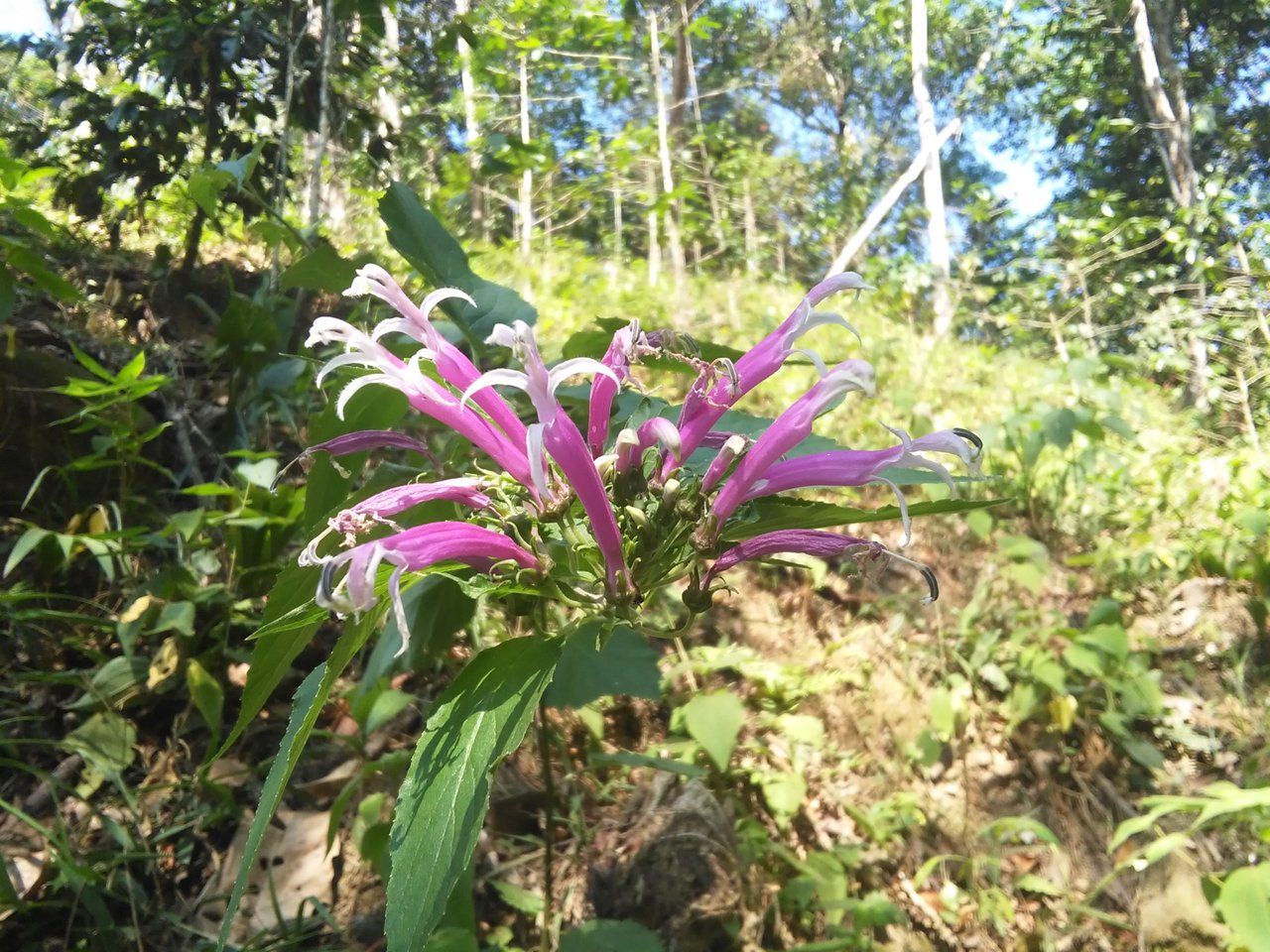 Flor silvestre.../Wild flower...