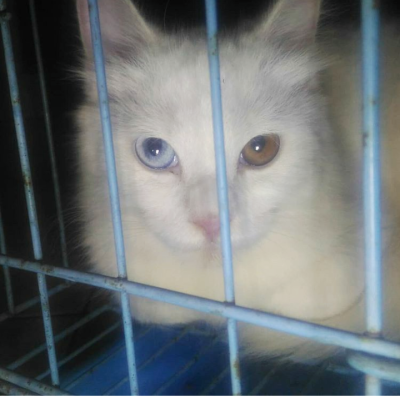 Hewan yang lucu dan sangat setia.
