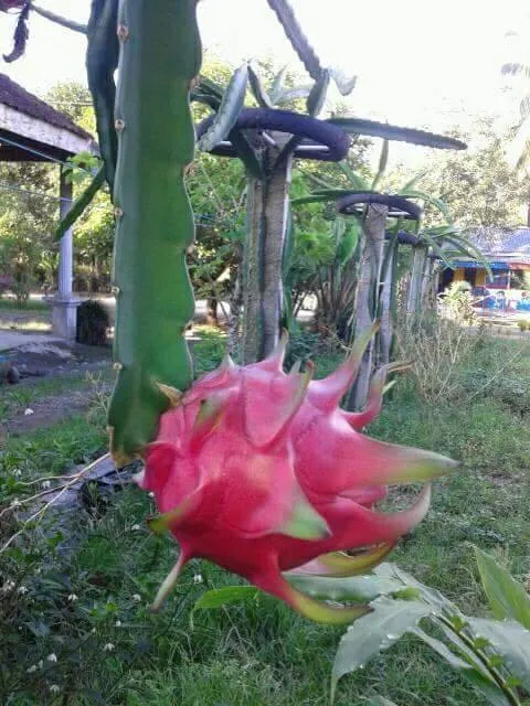 THE BENEFITS OF FRUITS NAGA MERAH