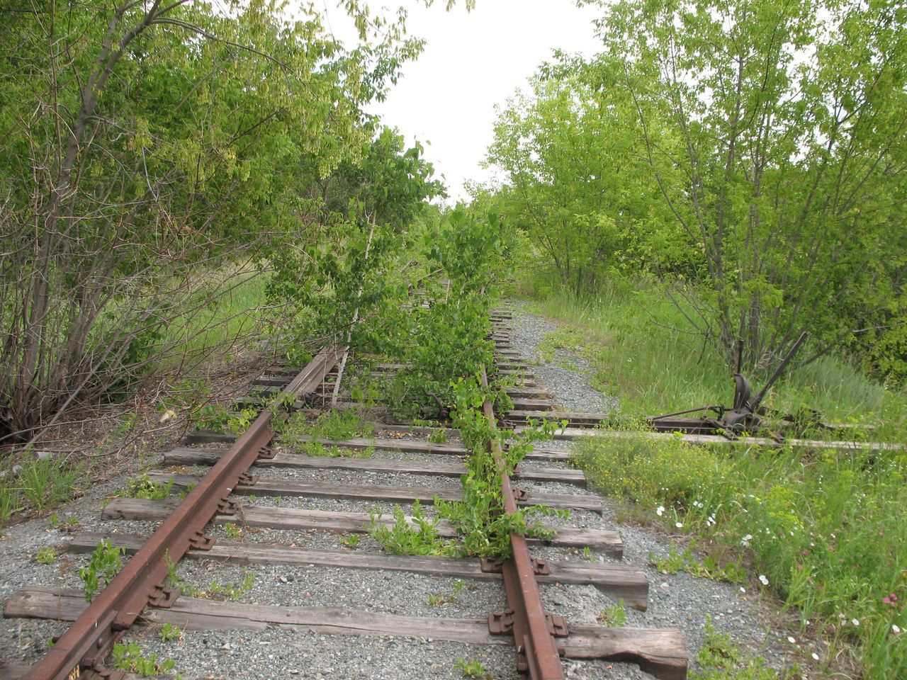 Landscapephotography - Abandoned train tracks in the forest