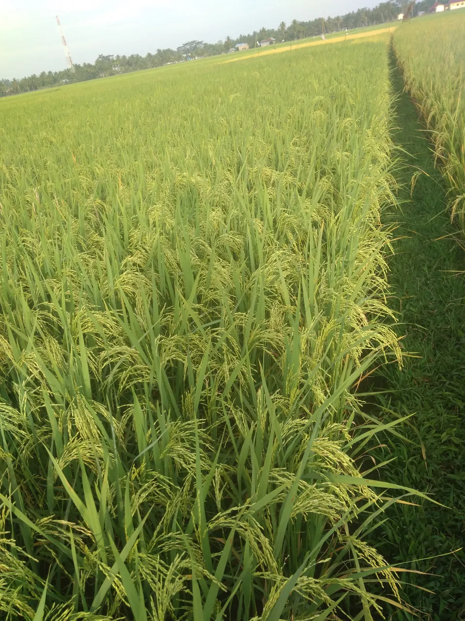 rice is ready to harvest