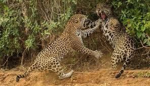 tiger against tiger