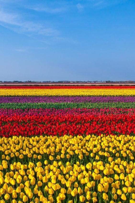 rainbow garden flower tulips