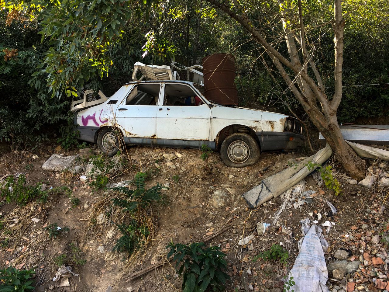 Untamed Nature - Old Car Plant 