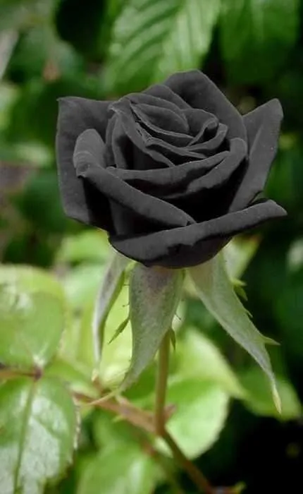 Black roses