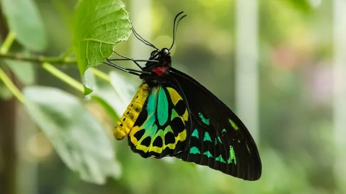 Butterflies that suck nectar on leaves / flowers