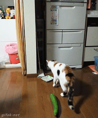 surprised cat