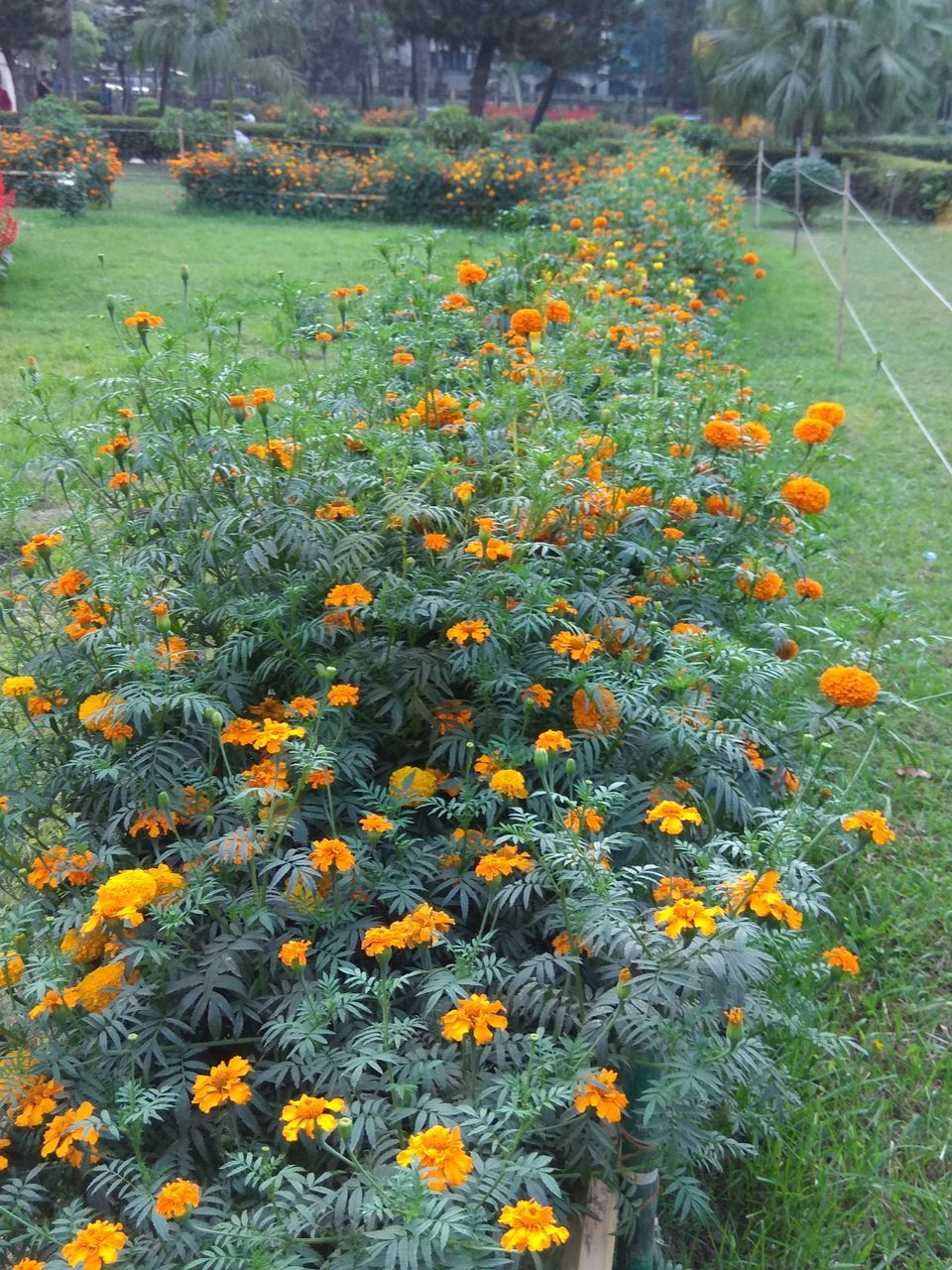  Flower blooming in the garden with different flowers