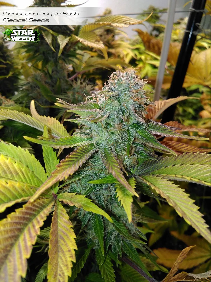Mendocino Purple Kush - Medical Seeds Co. (green pheno)