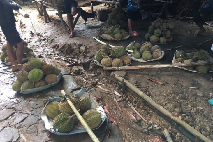 This Durian Harvest Schedule in Indonesia
