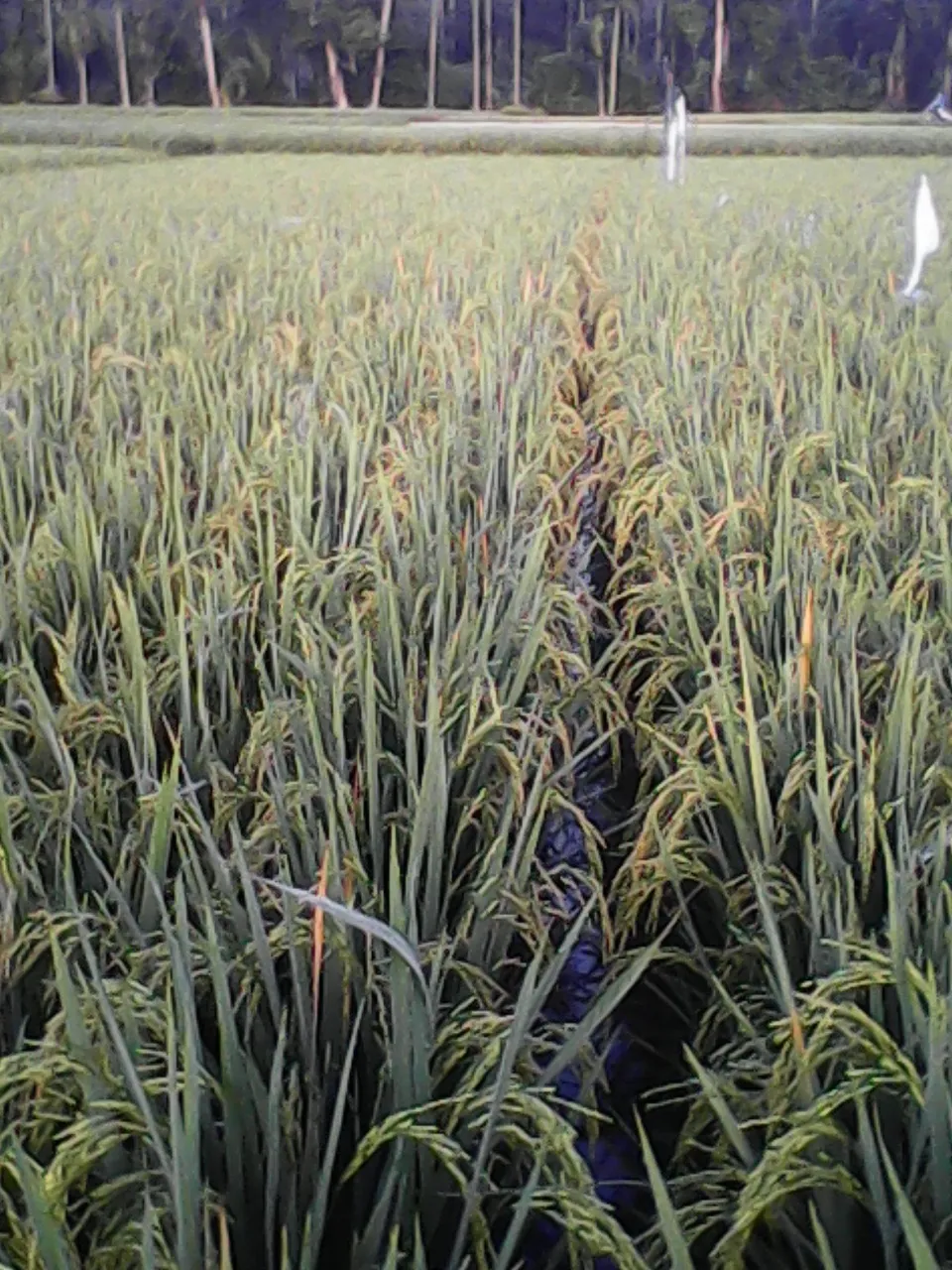 PENGENDALIAN PENYAKIT BLAS PADA PADI SAWAH bag. II