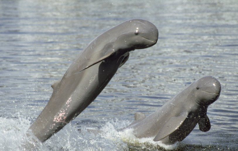 Dauphin de l'Irrawaddy : extinction en cours