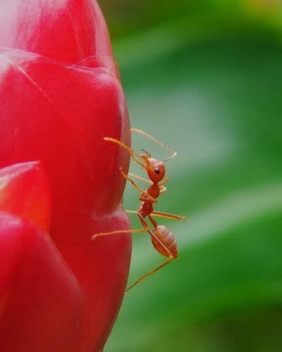 the red ant