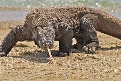 the large lizard Komodo dragons